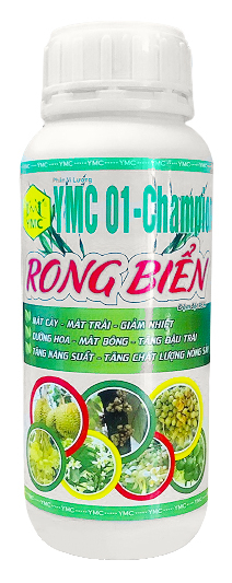 RONG BIỂN