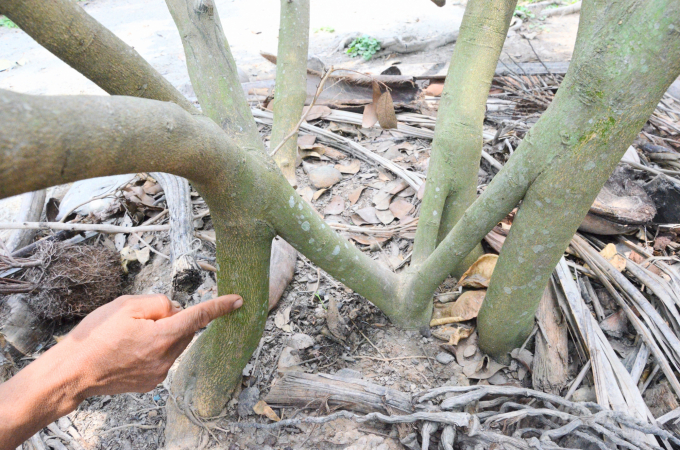 ghép gốc bưởi
