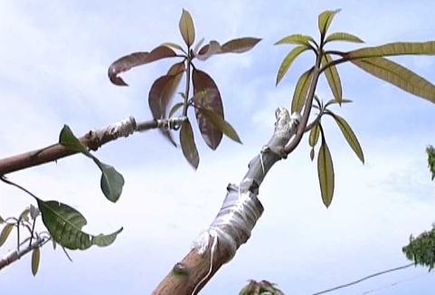 kỹ thuật chọn cành ghép