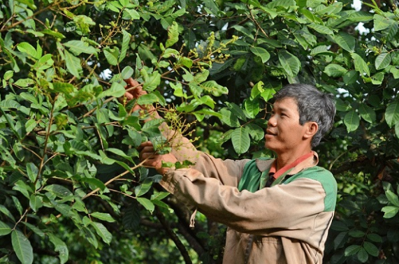 cắt tỉa chôm chôm