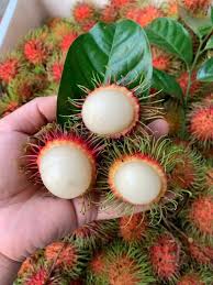 chôm chôm thái