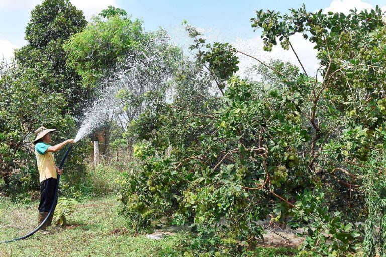 vệ sinh vườn chôm chôm