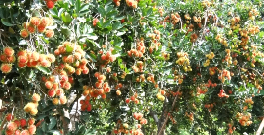 vệ sinh vườn chôm chôm