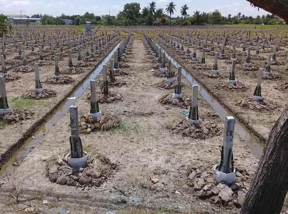 đất trồng thanh long